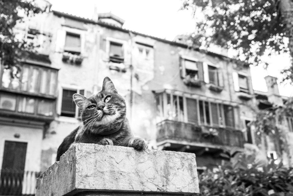 cats in venice marianna zampieri libro gatti veneziani gatte vicentine cosa fare in veneto cosa fare a vicenza eventi notizie veneto notizie vicenza storie di gatti donne vicentine fotografia venezia fotografa vicenza