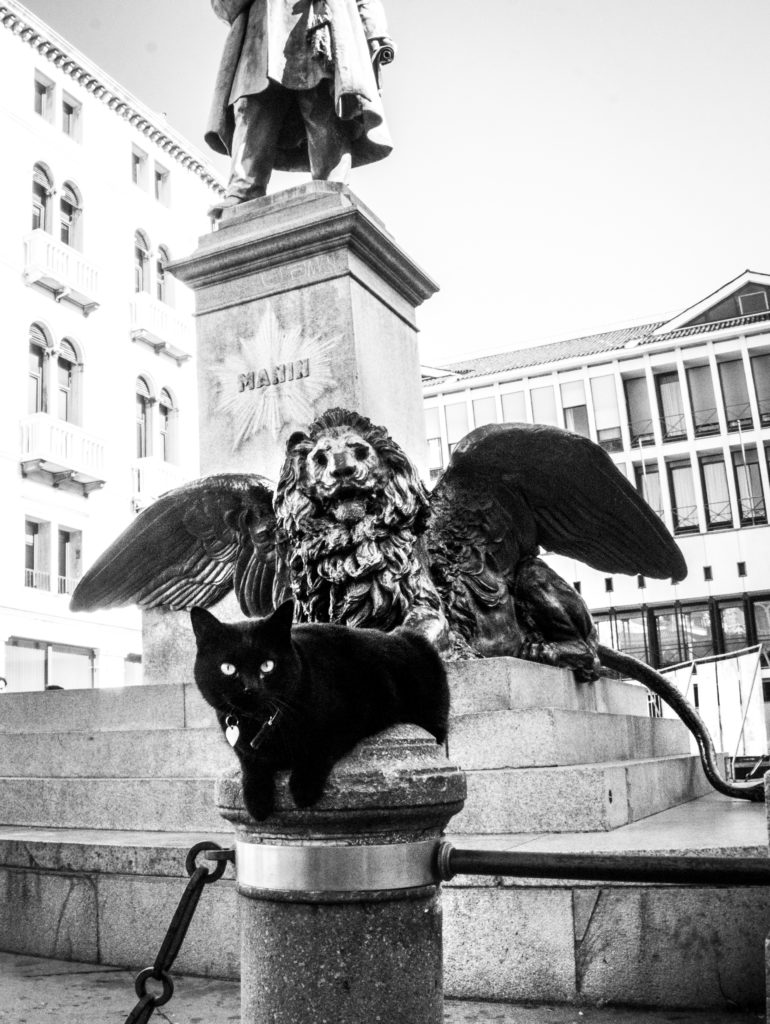 cats in venice marianna zampieri libro gatti veneziani gatte vicentine cosa fare in veneto cosa fare a vicenza eventi notizie veneto notizie vicenza storie di gatti donne vicentine fotografia venezia fotografa vicenza