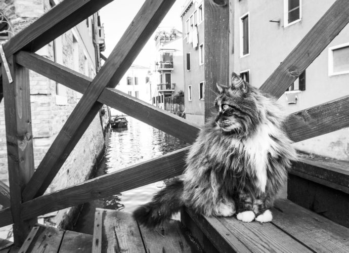 cats in venice marianna zampieri libro gatti veneziani gatte vicentine cosa fare in veneto cosa fare a vicenza eventi notizie veneto notizie vicenza storie di gatti donne vicentine fotografia venezia fotografa vicenza