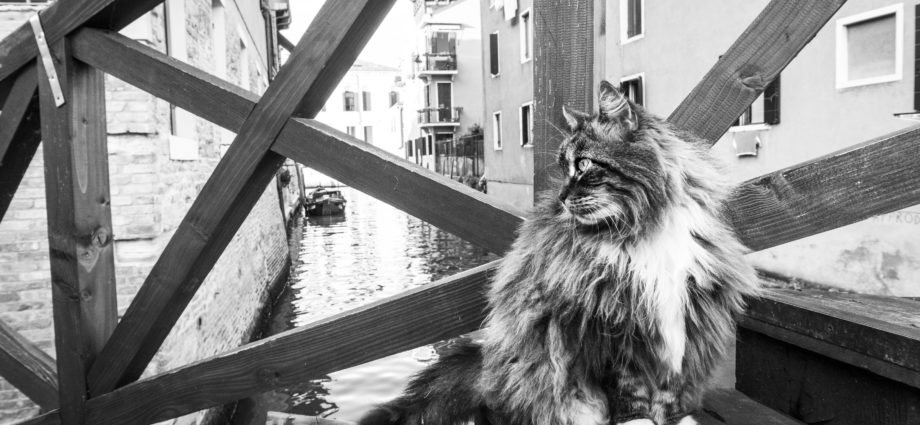 cats in venice marianna zampieri libro gatti veneziani gatte vicentine cosa fare in veneto cosa fare a vicenza eventi notizie veneto notizie vicenza storie di gatti donne vicentine fotografia venezia fotografa vicenza