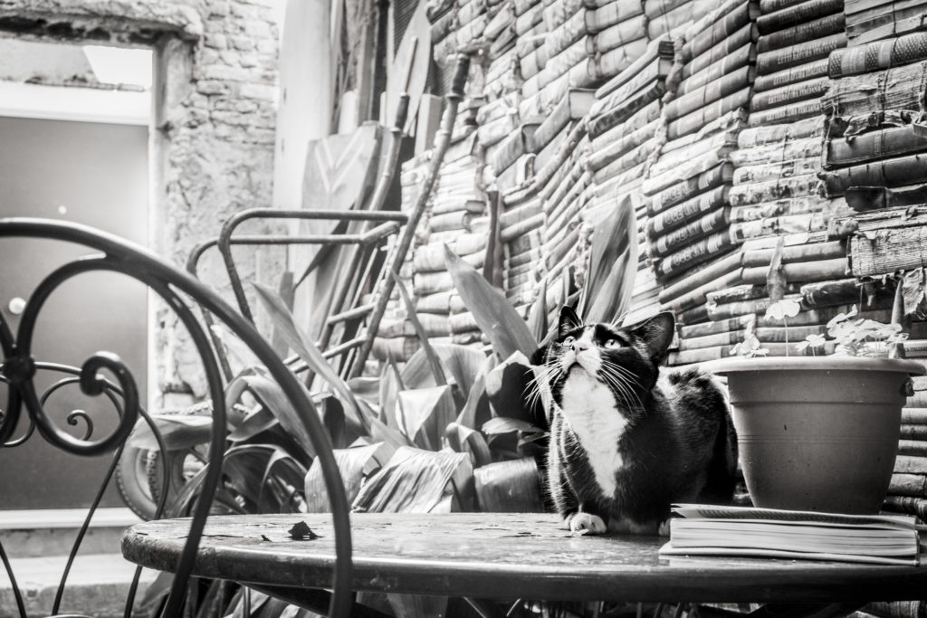 cats in venice marianna zampieri libro gatti veneziani gatte vicentine cosa fare in veneto cosa fare a vicenza eventi notizie veneto notizie vicenza storie di gatti donne vicentine fotografia venezia fotografa vicenza