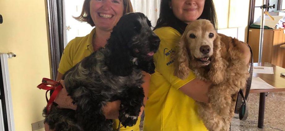 club soroptimist vicenza lia bedogni residenza trento vicenza istituto trento vicenza ipab ilaria rebecchi gatte vicentine donne di vicenza anziani istituto anziani vicenza associazione angel dog vicenza pet therapy e gli anziani vicenza veneto pet therapy